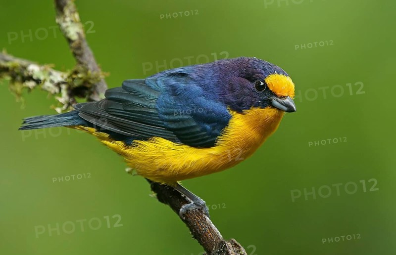 Euphonia violacea (Euphonia violacea)