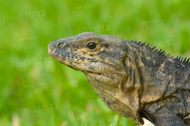 Black Iguana (Ctenosaura similis)