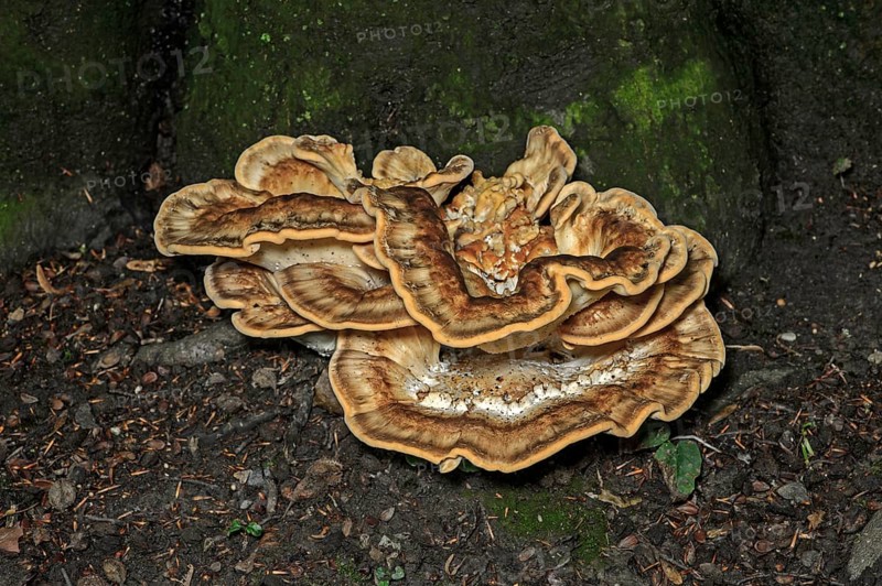Wood-decomposing Giant Polypore or Black-staining Polypore fungus (Meripilus giganteus)