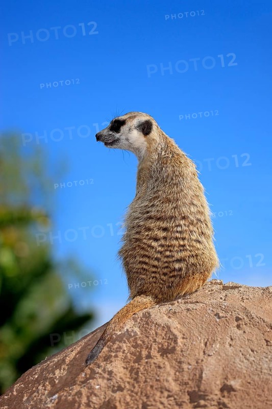 Meerkat (Suricata suricatta)