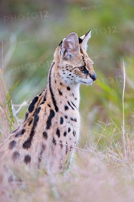Serval (Leptailurus serval)