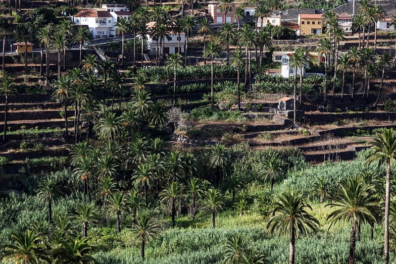 Canary Island Date Palms (Phoenix canariensis)