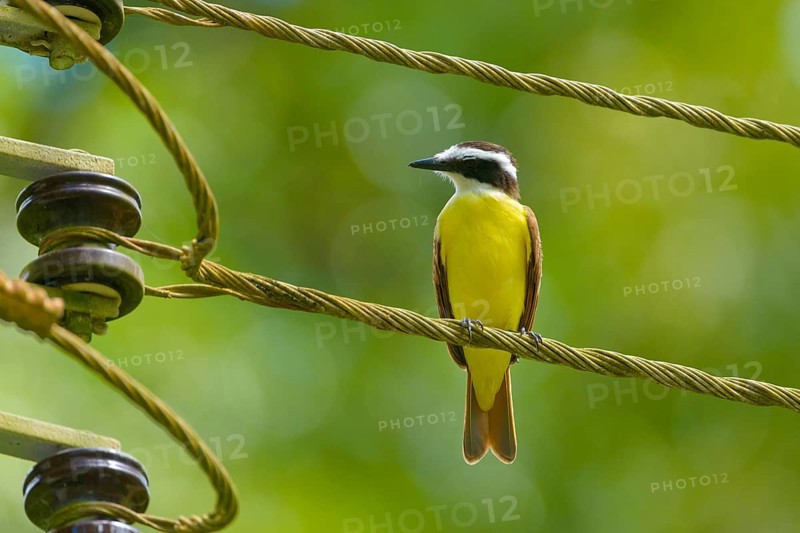 Great Kiskadee (Pitangus sulphuratus) perched on a power line