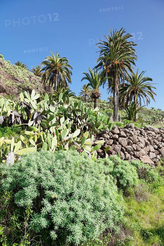 Landscape with Prickly Pear cacti