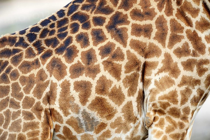 Masai giraffe (Giraffa camelopardalis tippelskirchi)