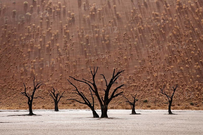 Dead Camel thorn trees (Vachellia erioloba)