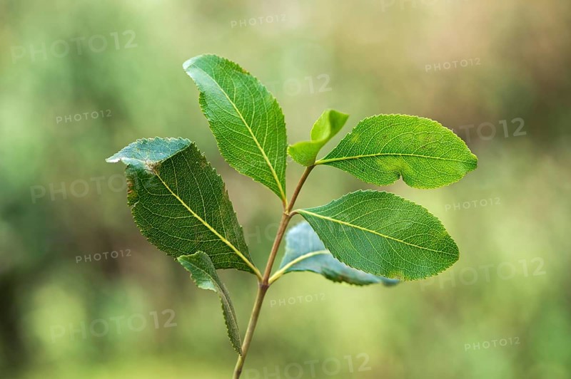 Khat plant