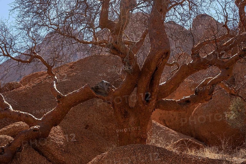 Blue-leaved corkwood (Commiphora glaucescens)