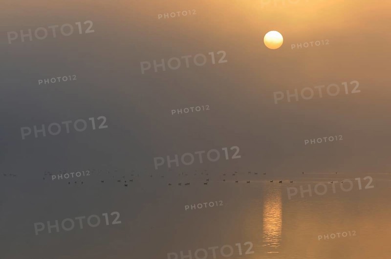 Sunrise above a lake with resting birds in the fog