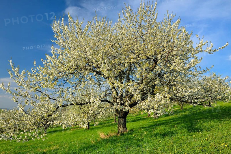 Sweet Cherry tree (Prunus avium)
