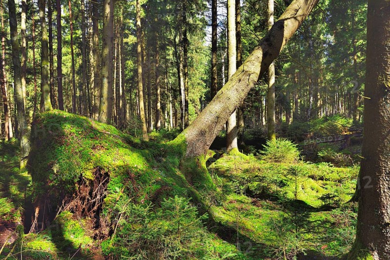 Uprooted spruce (Picea abies) after a storm