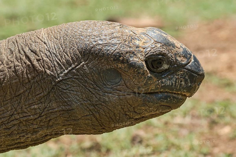 Aldabra giant tortoise (Aldabrachelys gigantea)