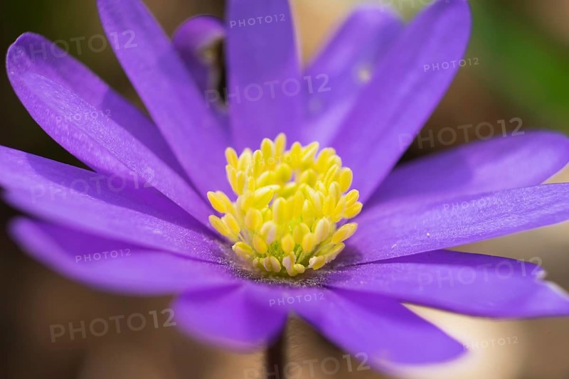 Balkan Anemone (Anemone blanda)
