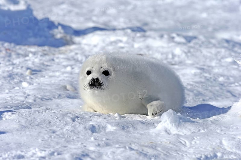 Harp Seal or Saddleback Seal (Pagophilus groenlandicus