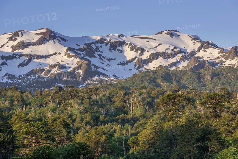 Forest with Monkey puzzle trees (Araucaria araucana) and snow-capped mountains