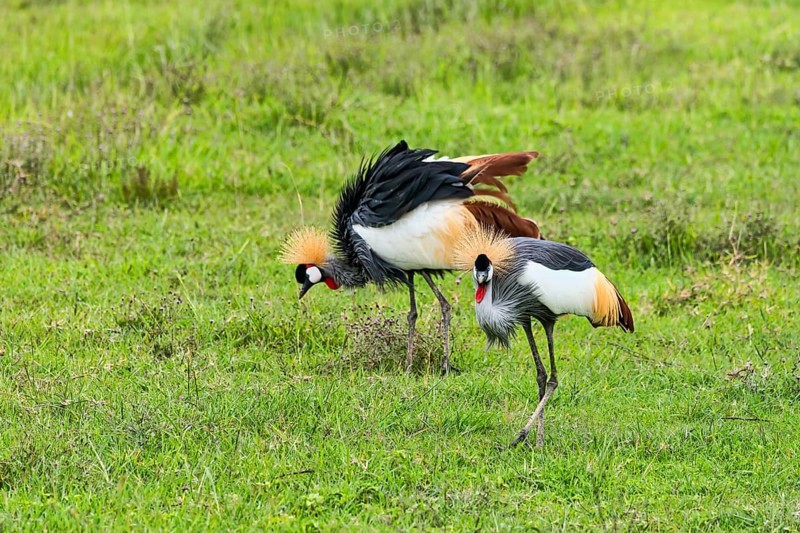 Grey Crowned Cranes (Balearica regulorum)