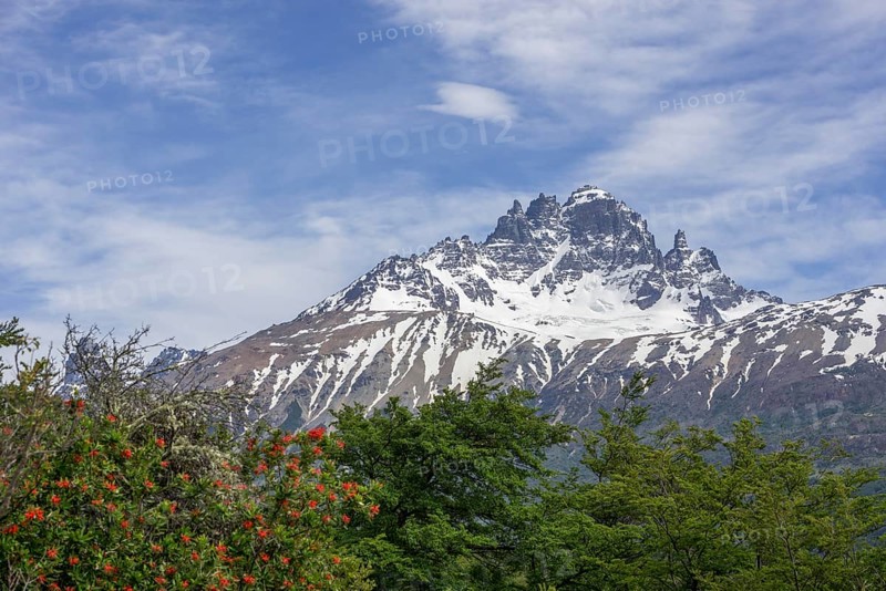 Cerro Castillo mountain range and Chilean fire bush