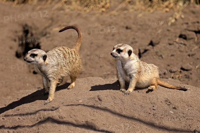 Meerkats (Suricata suricatta)