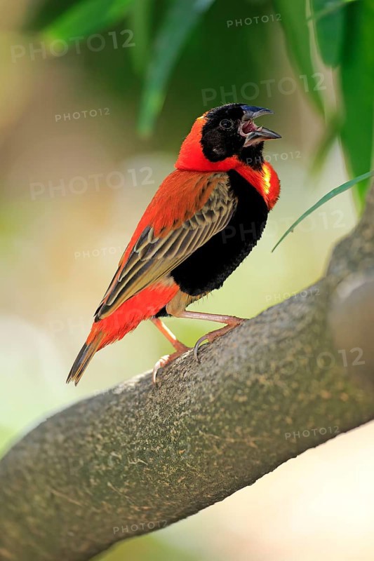 Southern Red Bishop (Euplectes orix)