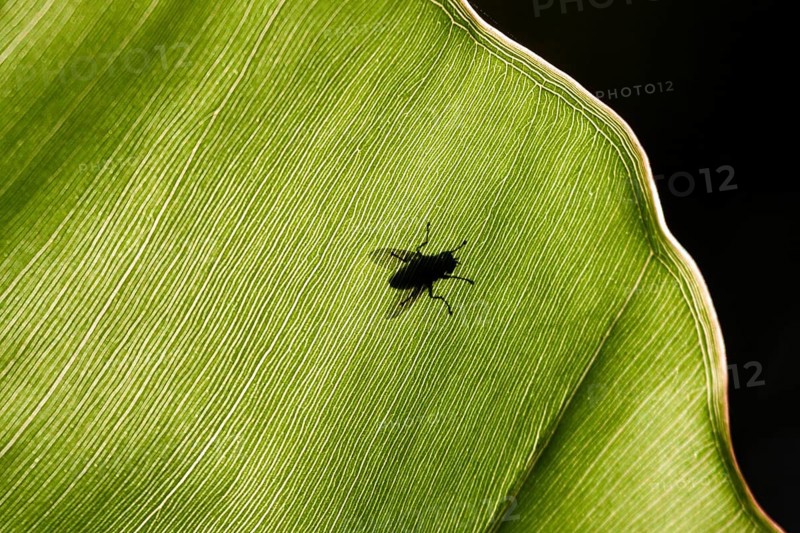 Fly on a leaf in backlight