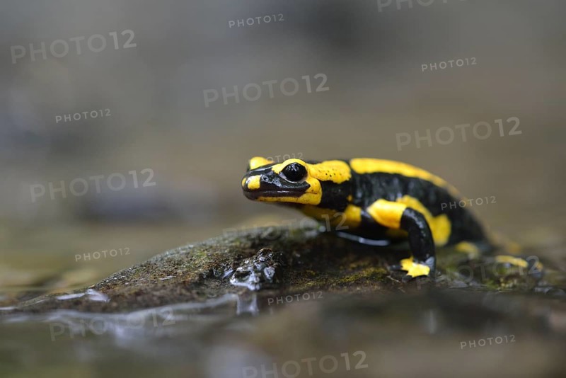 Barred Fire Salamander (Salamandra salamandra ssp. Terrestris) on a moss-covered stone in Stolberg