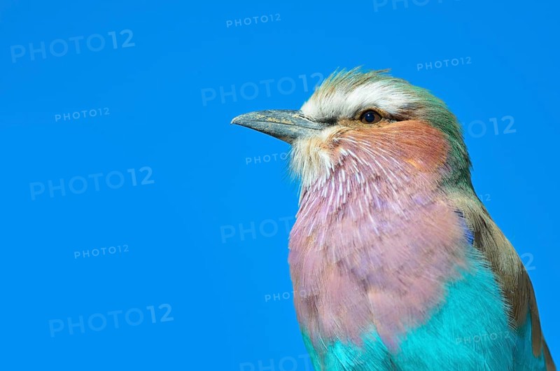 Lilac-breasted Roller (Coracias caudatus)