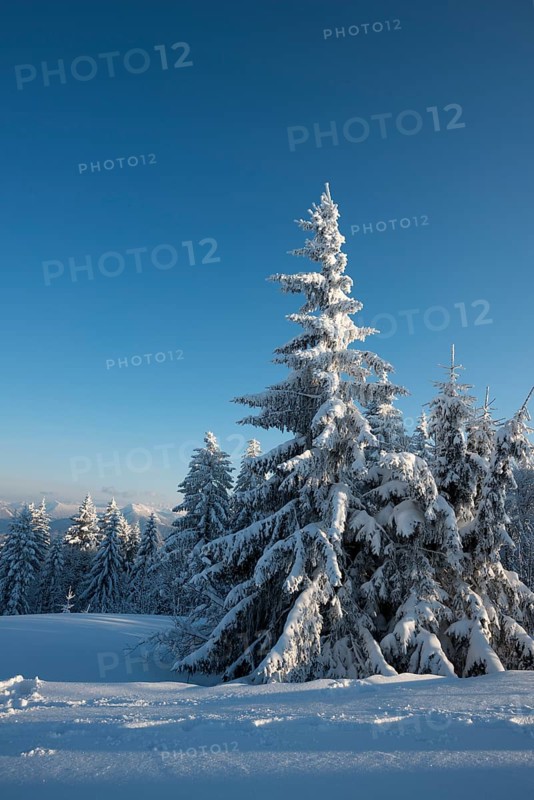 Snow covered trees