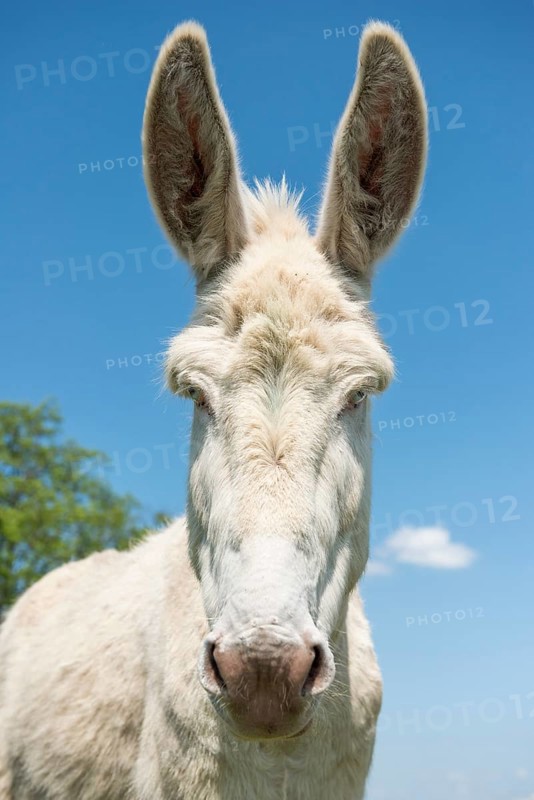 Austria-Hungarian white donkey or Baroque Donkey (Equus asinus asinus)