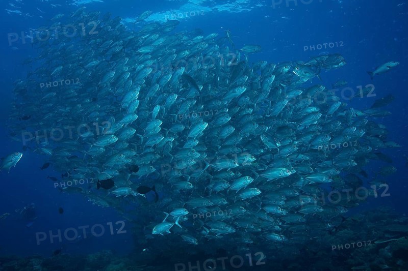 Bigeye Trevally (Caranx sexfasciatus)