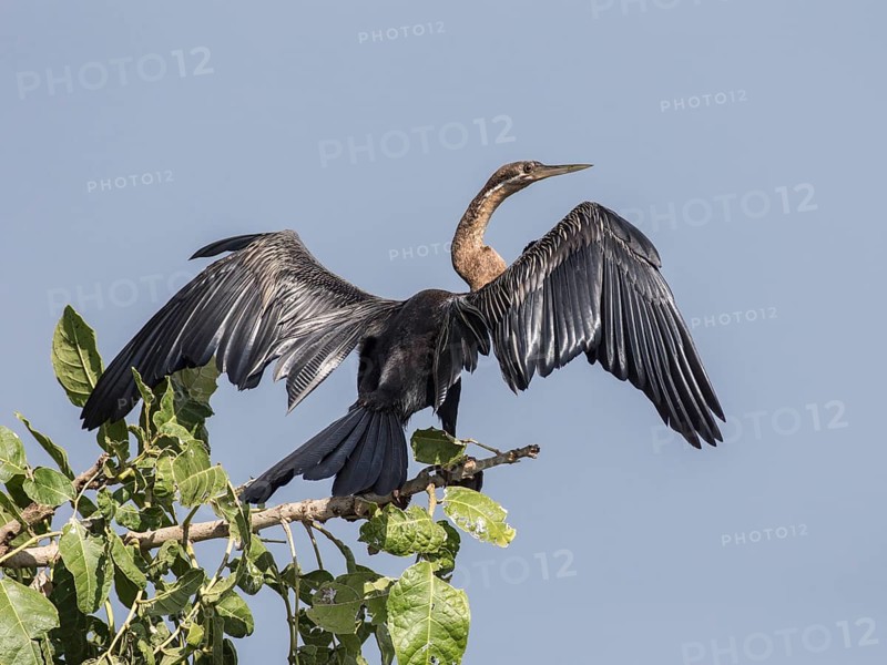 African Darter (Anhinga rufa)