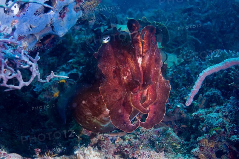 Broadclub Cuttlefish (Sepia latimanus)