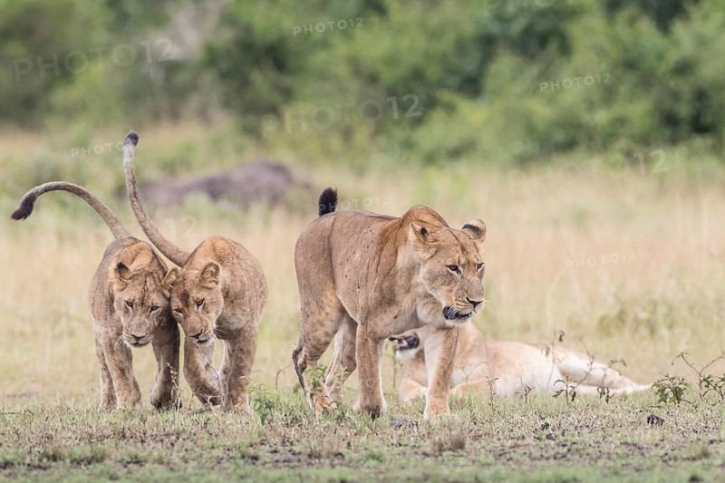 Lions (Panthera leo)