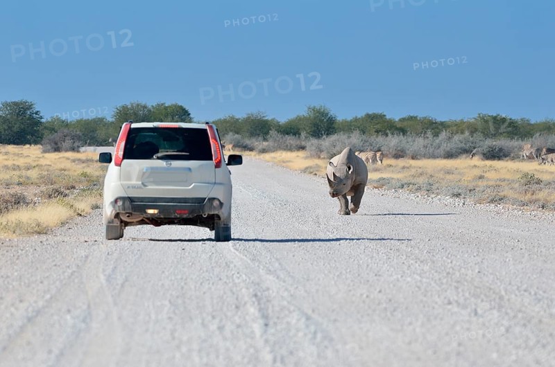 Black Rhinoceros (Diceros bicornis)