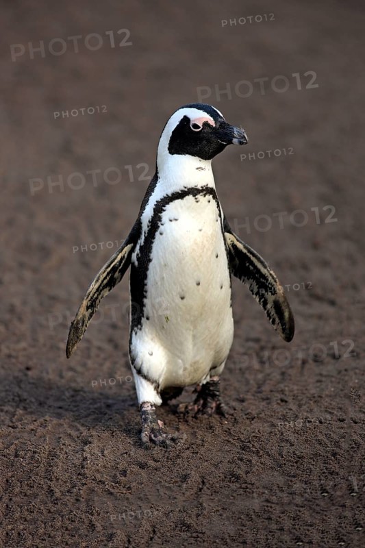 Jackass Penguin or African Penguin (Spheniscus demersus)