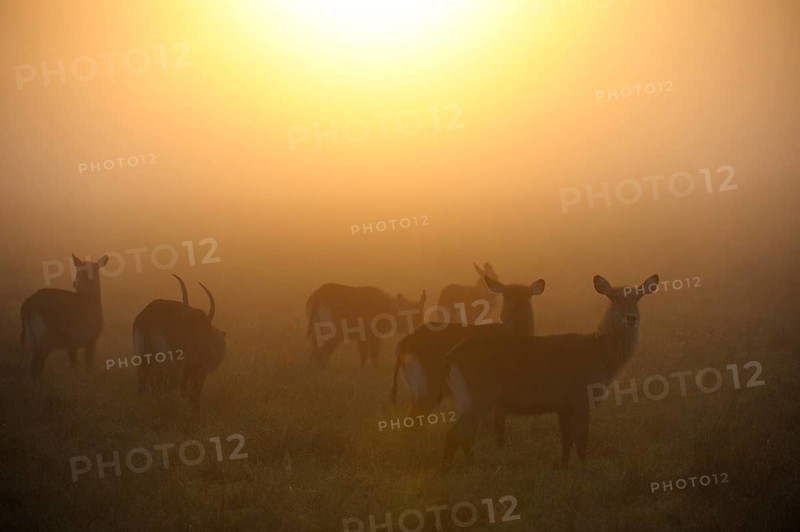 Waterbucks (Kobus ellipsiprymnus)