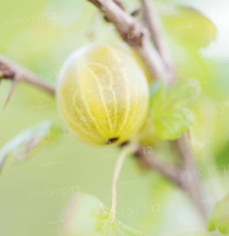 Close up of Gooseberry (Ribes uva-crispa) on bush