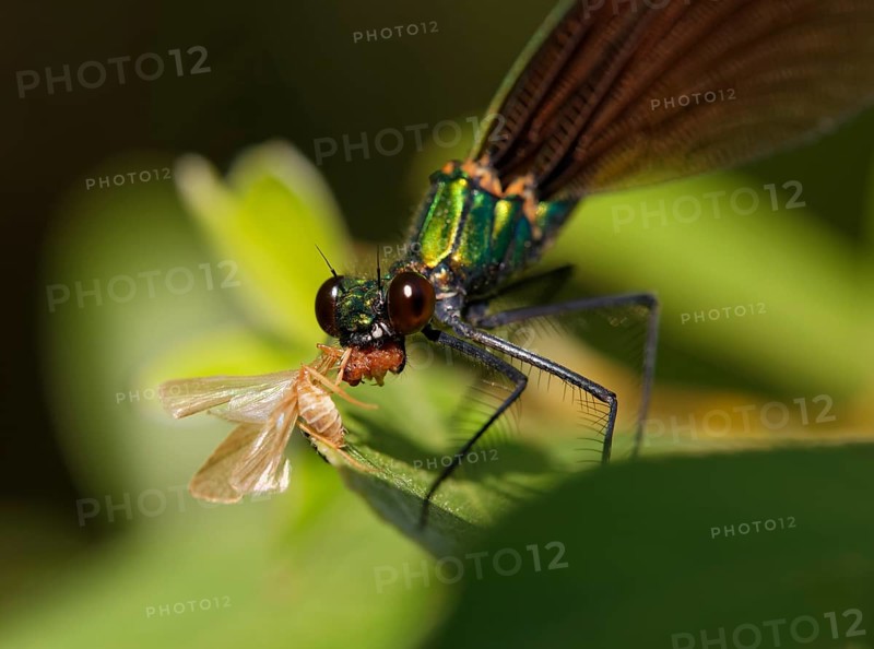 Beautiful Demoiselle (Calopteryx virgo)