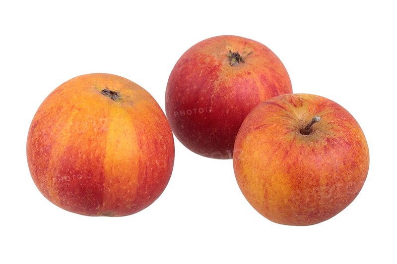 Apple variety Cox Orange Reinette