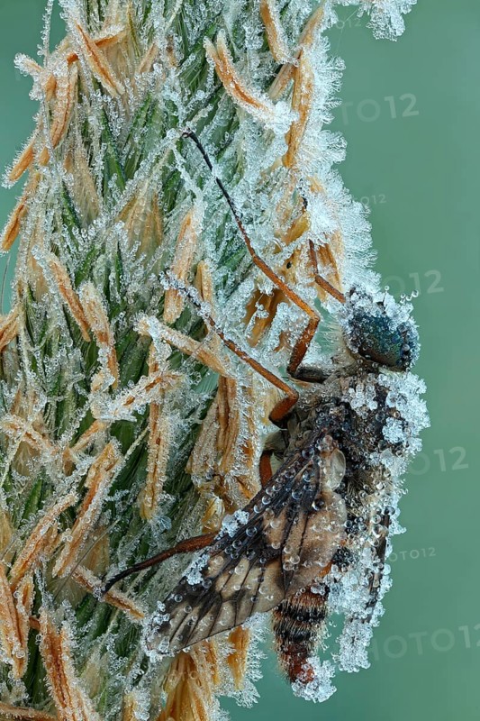 Ibis Fly (Atherix ibis)