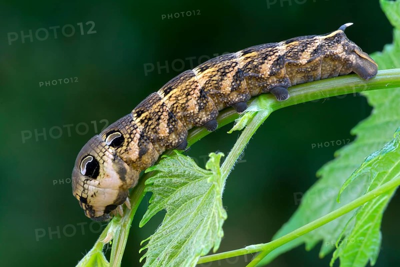 Elephant Hawk-moth (Pergesa elpenor