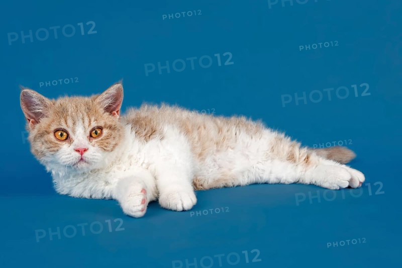 Selkirk Rex kitten