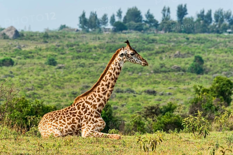 Giraffe (Giraffa camelopardalis) sitting down on grassland