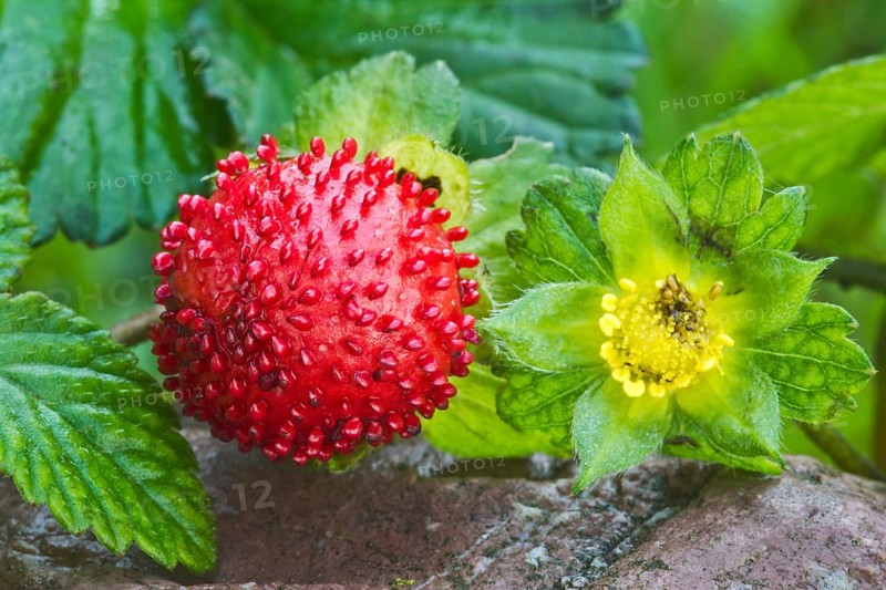 Mock strawberry (Potentilla indica)