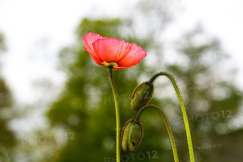 Poppy (Papaveraceae)