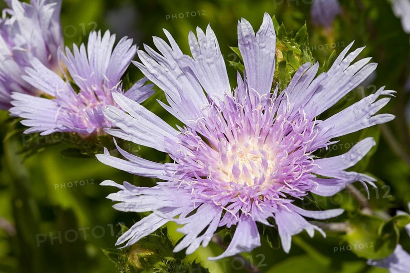 Stokes' Aster (Stokesia laevis)