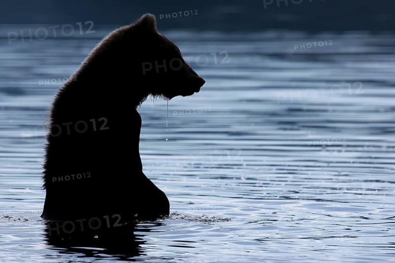 Brown bear (Ursus arctos)