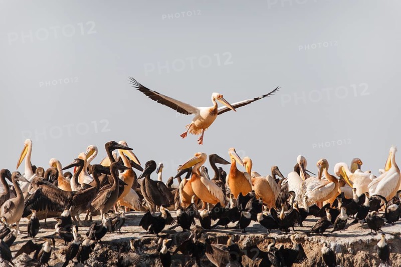 Great White Pelicans (Pelecanus onocrotalus)