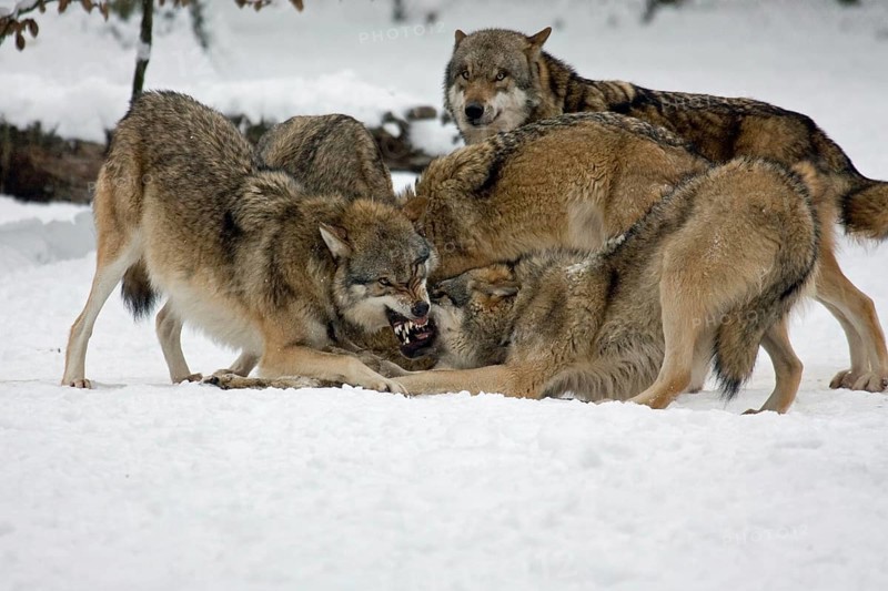 Fighting Wolves (Canis lupus) in the snow