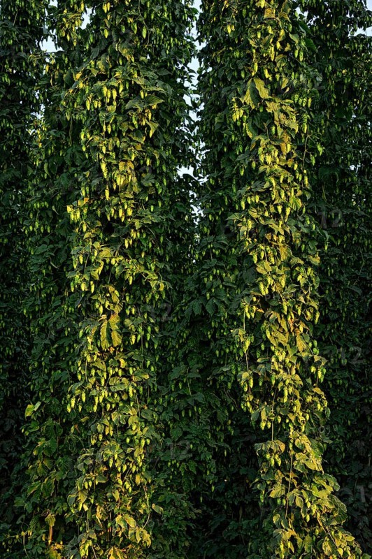 Hop plants (Humulus lupulus)