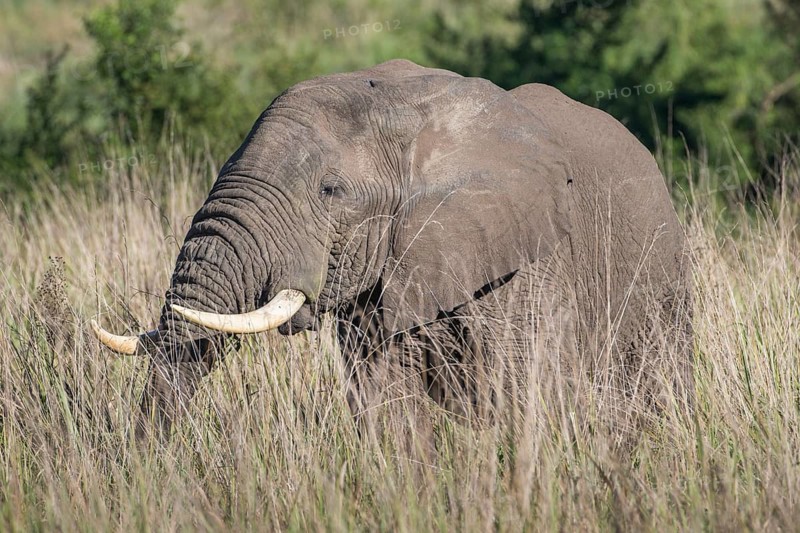 African Bush Elephant (Loxodonta africana)
